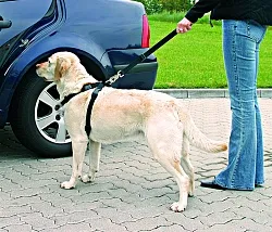 Accesorii pentru câini, cumpara semneze „Atenție câine furios,“ adresnik - Magazin patru (cu atenție) Accesorii pentru câini, cumpara semneze „Atenție câine furios,“ adresnik - Magazin patru