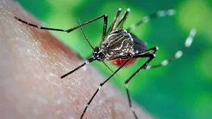 Alergic la mușcăturile de țânțari și alte insecte la copii fotografie, tratamentul copilului (alergia la înțepături de insecte la copii foto) Alergic la mușcăturile de țânțari și alte insecte la copii fotografie, tratamentul copilului