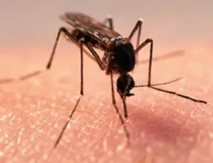 Alergic la intepaturi de tantar un copil, alergie la copii (pentru copii) Alergic la intepaturi de tantar un copil, alergie la copii