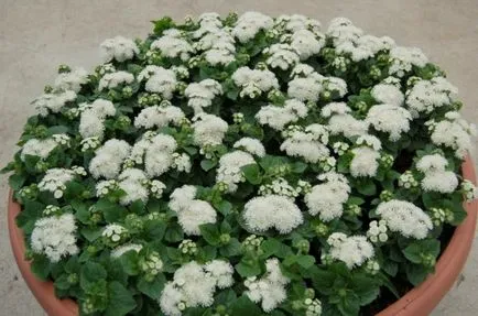 Ageratum - în creștere din semințe atunci când plantate ghid pas cu pas