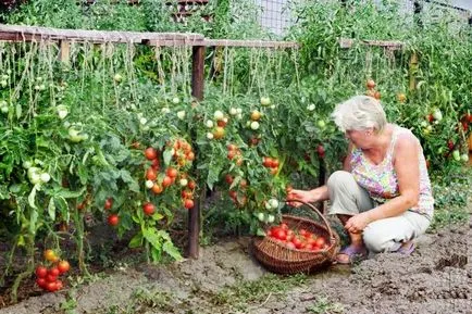 Agrotehnika roșii cresc în seră cu foto (seră) Agrotehnika tomate în creștere în seră cu fotografii