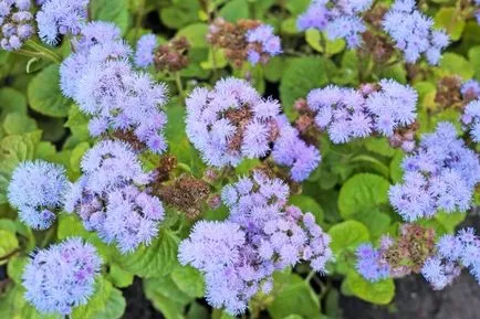 Ageratum în creștere din semințe, plantare și îngrijire, fotografii, specii