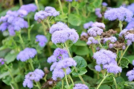 Ageratum în creștere din semințe, plantare și îngrijire, fotografii, specii