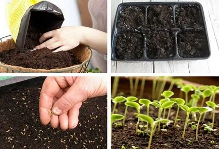 Ageratum în creștere din sămânță, când a plantelor (în creștere) Ageratum în creștere din semințe, atunci când pentru a planta