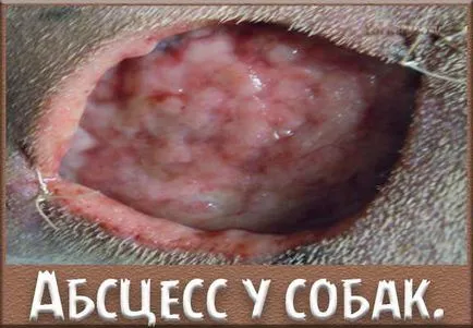 Abcese la câini, cauze, simptome, tratament