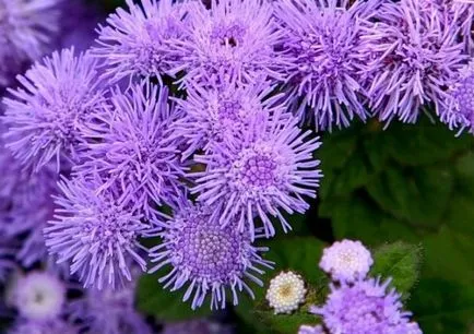 Ageratum - în creștere din semințe atunci când plantate ghid pas cu pas