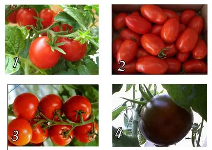 Agrotehnika tomate creștere în câmp deschis, cu efect de seră și pragul (tehnici agricole de cultivare de tomate tomate seră) Agrotehnika tomate creștere în câmp deschis, seră și pragul