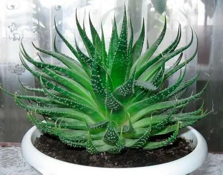 Aloe vera de îngrijire a plantelor și de creștere la domiciliu