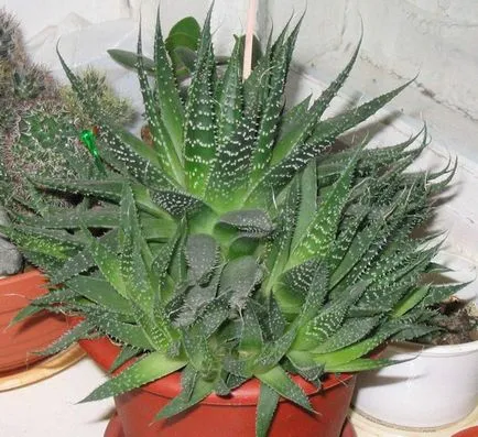 Aloe vera - îngrijire la domiciliu, transferul, reproducerea, bolilor și dăunătorilor (gospodărie) Aloe vera - îngrijire la domiciliu, transferul, reproducerea, bolilor și dăunătorilor