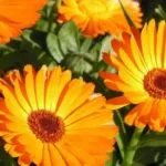 Astra Alpine plantare perene și de îngrijire, fotografie