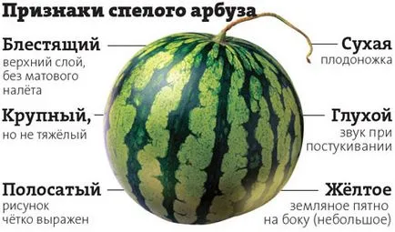 beneficii pepene verde și rău - ar trebui să fie cunoscut pentru toată lumea, video (să știe) beneficii pepene verde și rău - este necesar să se cunoască fiecare videoclip