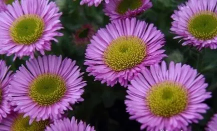 Astra Alpine plantare perene și de îngrijire, fotografie