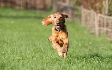 Engleză Cocker Spaniel rasa fotografie și descriere