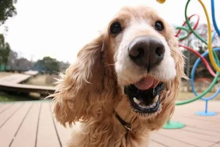 Engleză Cocker Spaniel rasa fotografie și descriere