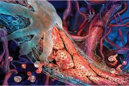 simptome angiologie, semne, diagnostic și tratament (profilaxie și angiologie) simptome Angiologie, semne, diagnostic și tratament