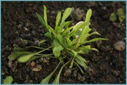 Astra Alpine plantare perene și de îngrijire, fotografie
