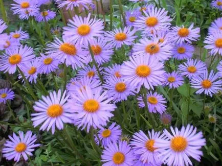 Astra Alpine plantare perene și de îngrijire, fotografie
