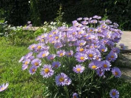 Astra Alpine plantare perene și de îngrijire, fotografie
