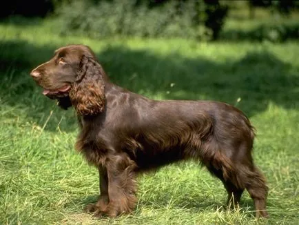 Engleză Cocker Spaniel rasa fotografie și descriere
