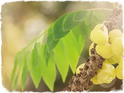 Amla par - svyostva și metode de utilizare utile (utile Amla Hair) Amla Hair - svyostva și aplicații utile