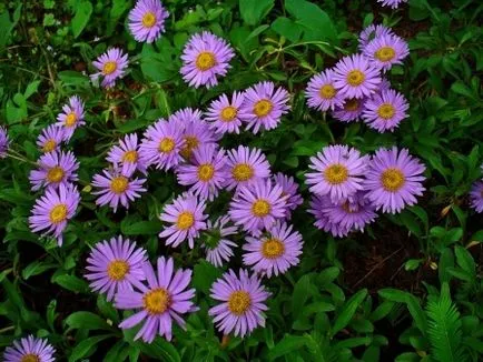 Astra Alpine plantare perene și de îngrijire, fotografie