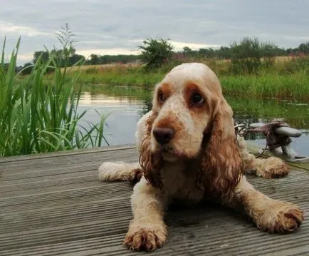 Engleză Cocker Spaniel rasa fotografie și descriere