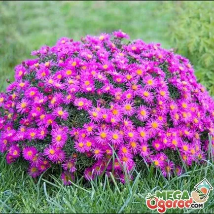 Aster Alpine în creștere din semințe, normele de îngrijire și pregătire pentru iarnă