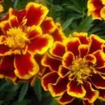 Marigolds în creștere din semințe atunci când plantate în teren deschis (gălbenele) Marigolds în creștere din semințe atunci când plantate în teren deschis
