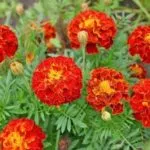 Marigolds în creștere din semințe atunci când plantate în teren deschis (sol) Marigolds în creștere din semințe atunci când plantate în teren deschis