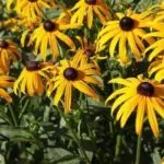 Marigolds în creștere din semințe atunci când plantate în teren deschis (plantă) Marigolds în creștere din semințe atunci când plantate în teren deschis