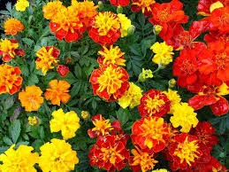 Marigolds în creștere din semințe atunci când plantate în teren deschis (sol) Marigolds în creștere din semințe atunci când plantate în teren deschis