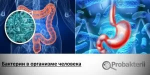 bacteriile simbiotice traiesc in organismul uman, plante, animale și