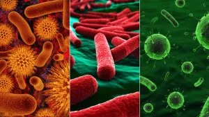 Bacteriile din intestine de valoarea rolului lor în digestie umane
