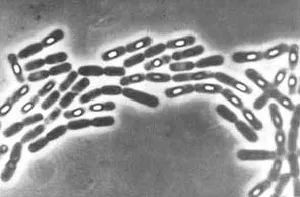 cpory Bacteriile și sporulare
