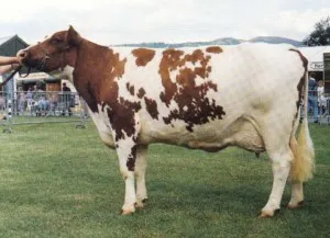 Ayrshire vaci din rasa comentarii, pret, descriere (comentarii) Ayrshire vaci din rasa comentarii, pret, descriere