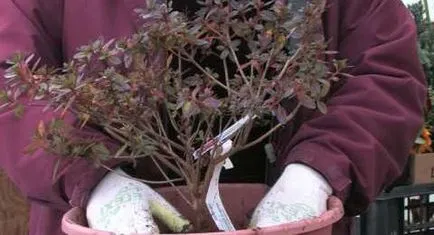 Azalea uscat ca o grijă deosebită pentru a salva azalee (caracteristici) Azalea uscat ca o grijă deosebită pentru a salva Azalea