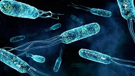 Bacteriile sub microscop (13 fotografii)