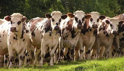 vaci de rasa Ayrshire - o capodoperă a vacilor de lapte (lactate) vaci de rasa Ayrshire - o capodoperă a vacilor de lapte