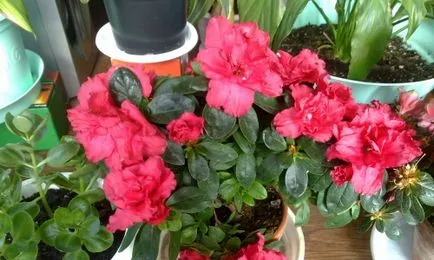 Azalea uscat pentru a salva