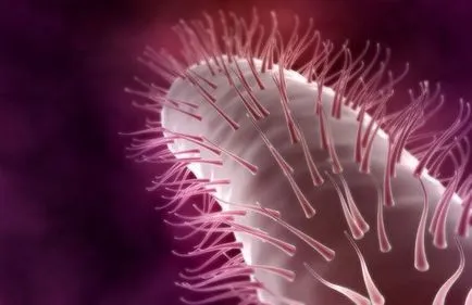 Bacteriile sub microscop (13 fotografii)
