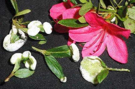 Azalea uscate ca grijă deosebită pentru a salva azalee (uscat) Azalea uscat ca o grijă deosebită pentru a salva Azalea