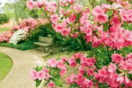 Azalea uscate ca grijă deosebită pentru a salva azalee (uscat) Azalea uscat ca o grijă deosebită pentru a salva Azalea