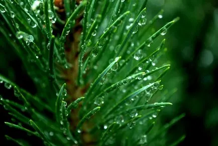 Belek, Turcia - vacanta, meteo, recenzii, fotografii (pui) Belek, Turcia - vacanta, meteo, comentarii, fotografii