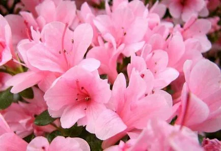 Azalea uscat ca o grijă deosebită pentru a salva azalee (azalee) Azalea uscat ca o grijă deosebită pentru a salva Azalea