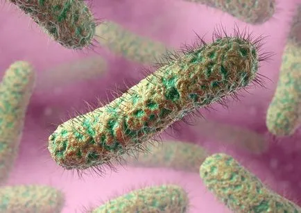 Bacteriile sub microscop (13 fotografii)