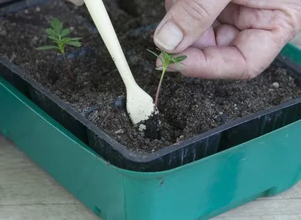 plantare și îngrijire galbenele