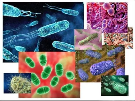 Bacteriile si microbii la microscop