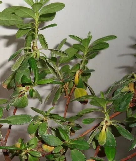 Azalea picături frunze, ce să facă