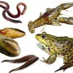Ca crap de plante într-un iaz (iaz) Cum de a ridica carasi în iaz