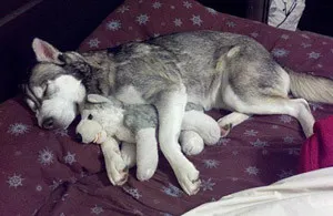 Cum de a recunoaște și de cât de mult ultima sarcină la câini
